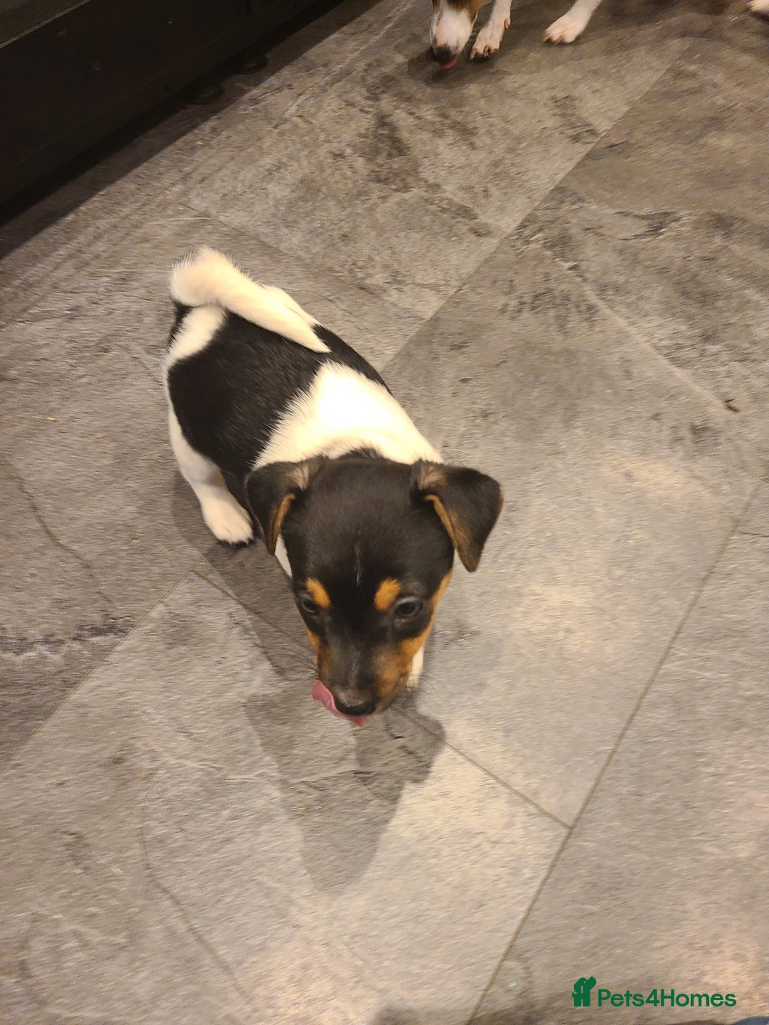 Jack Russell dogs for sale: Jack Russell Puppies - Image 7