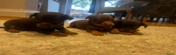 Russian Toy Terrier dogs for sale: RUSSIAN TOY TERRIERS  - Advert 3