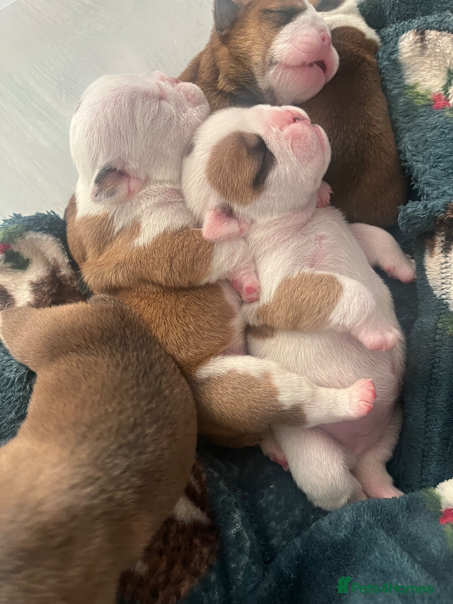 English Bulldog dogs 5 standard bulldogs silver health tested parents  - Advert 2