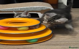 Maine Coon cats for sale: Maine Coon X - Image 9