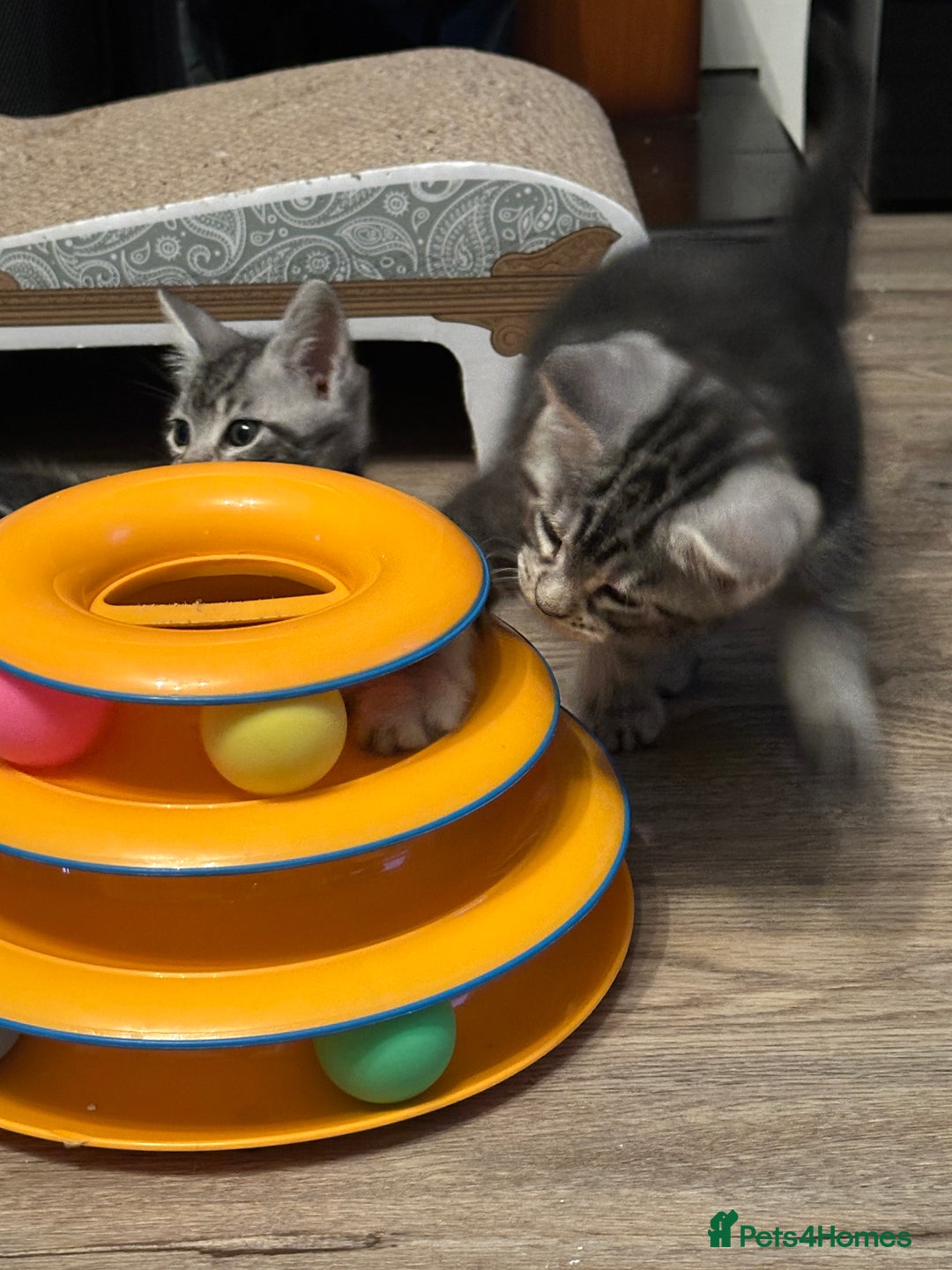 Maine Coon cats for sale: Maine Coon X - Image 9