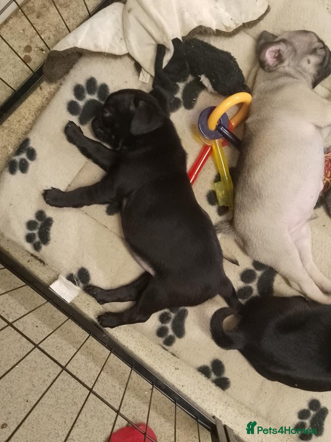 Pug dogs for sale: 8 week old microchip Pug Puppies  - Image 2