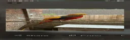 Pheasants poultry for sale: Male and female golden phesants  - Advert 4