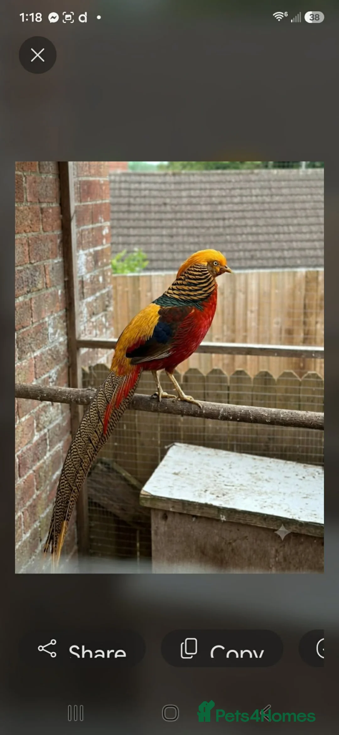 Pheasants poultry for sale: Male and female golden phesants  - Advert 4