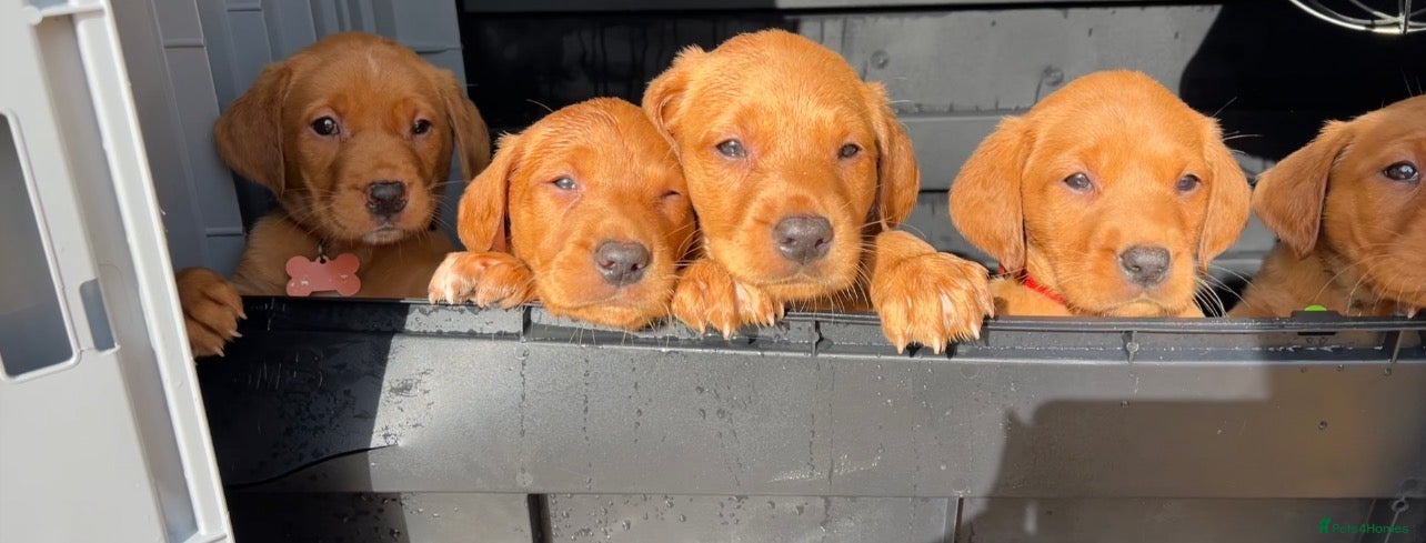 Labrador Retriever dogs KC FOX RED LABRADOR PUPS READY NEXT WEEK  - Advert 9