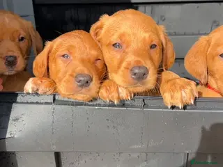 Labrador Retriever dogs KC FOX RED LABRADOR PUPS READY NEXT WEEK - Advert 9