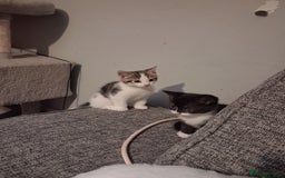 Domestic Shorthair cats for sale: 2 Eight week old Kittens for sale 1Male/1Female - Image 6