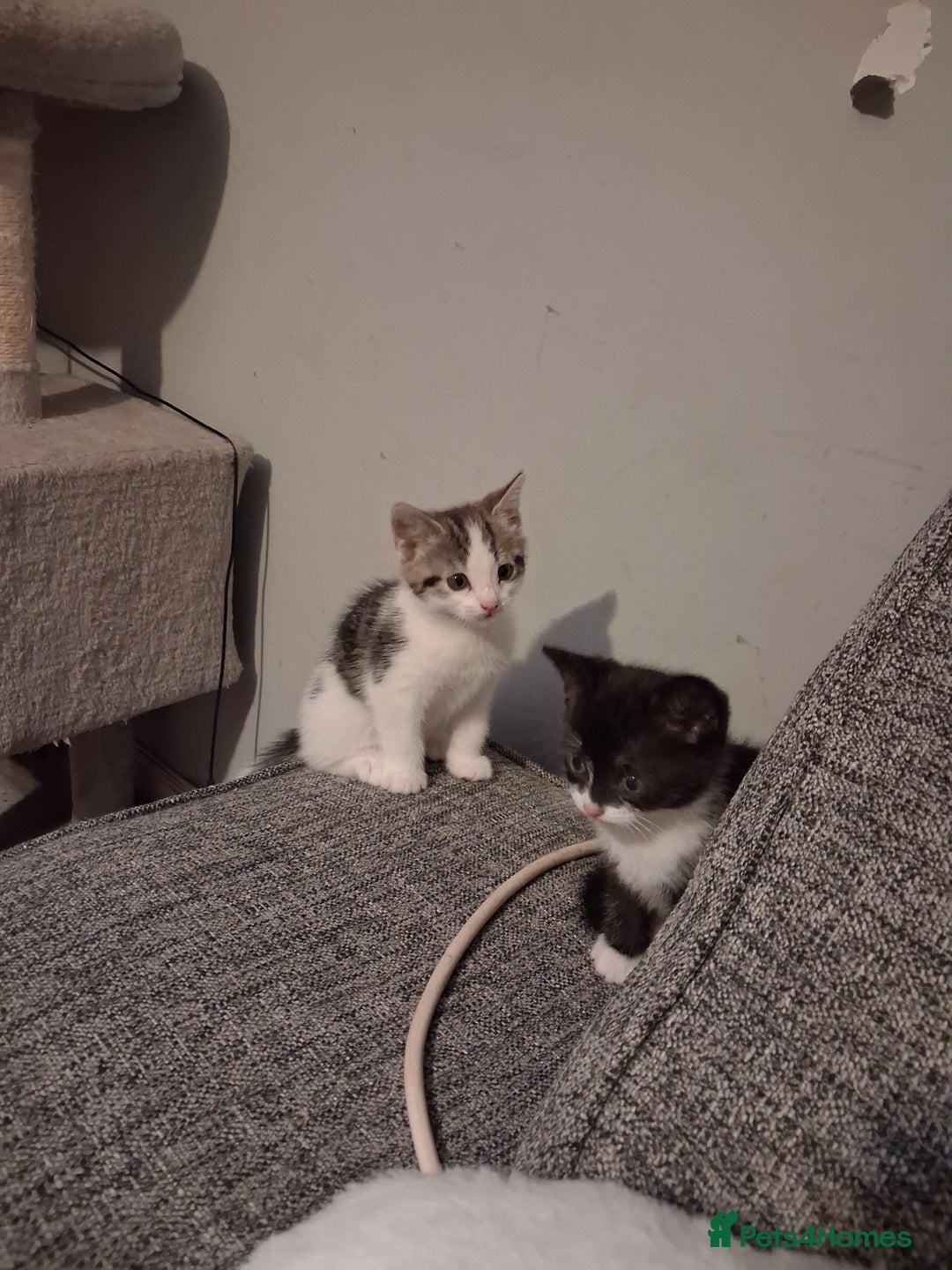 Domestic Shorthair cats for sale: 2 Eight week old Kittens for sale 1Male/1Female - Image 6