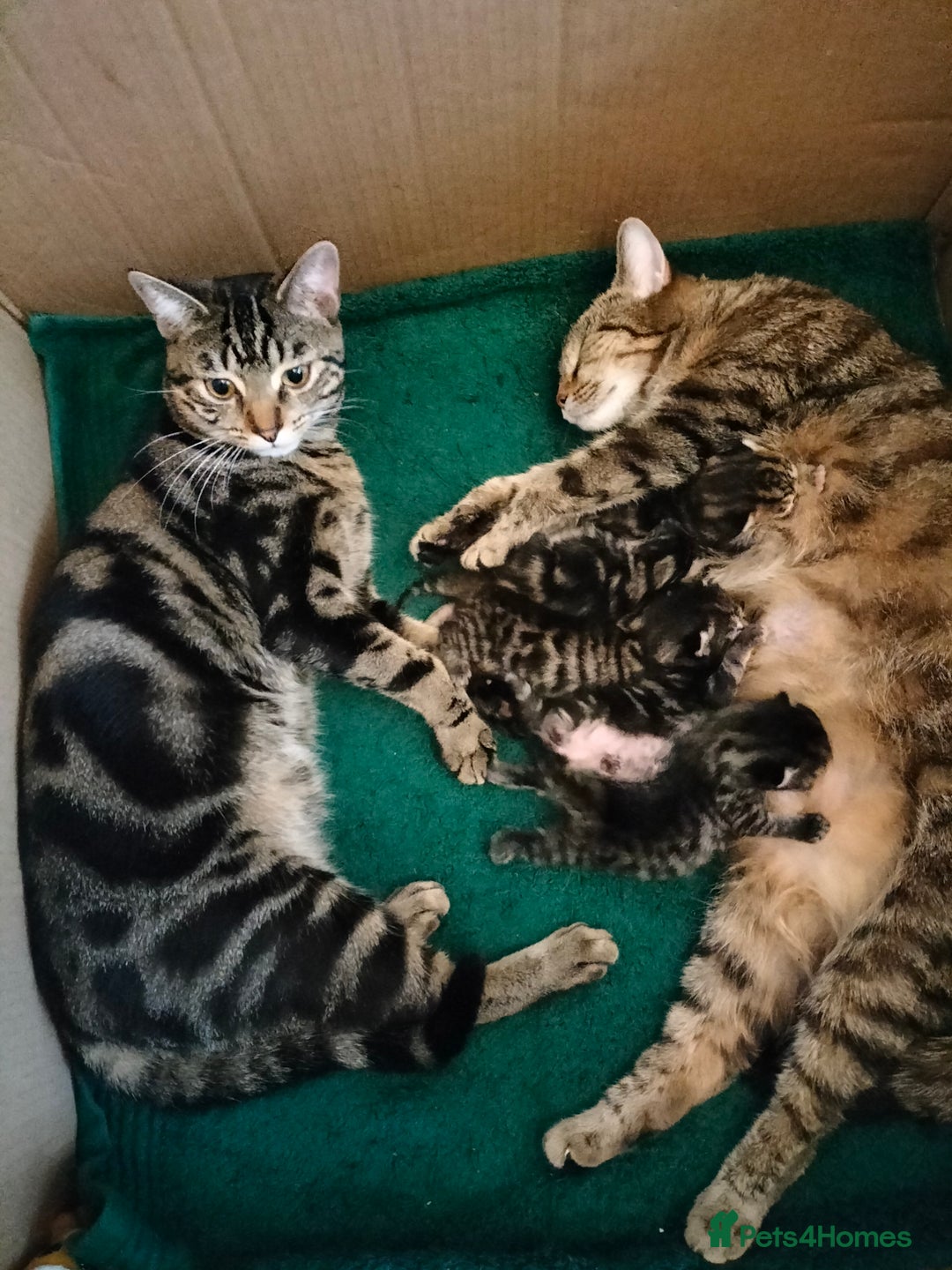 Mixed Breed cats for sale: 5 Beautiful Tabby Kittens - Image 13