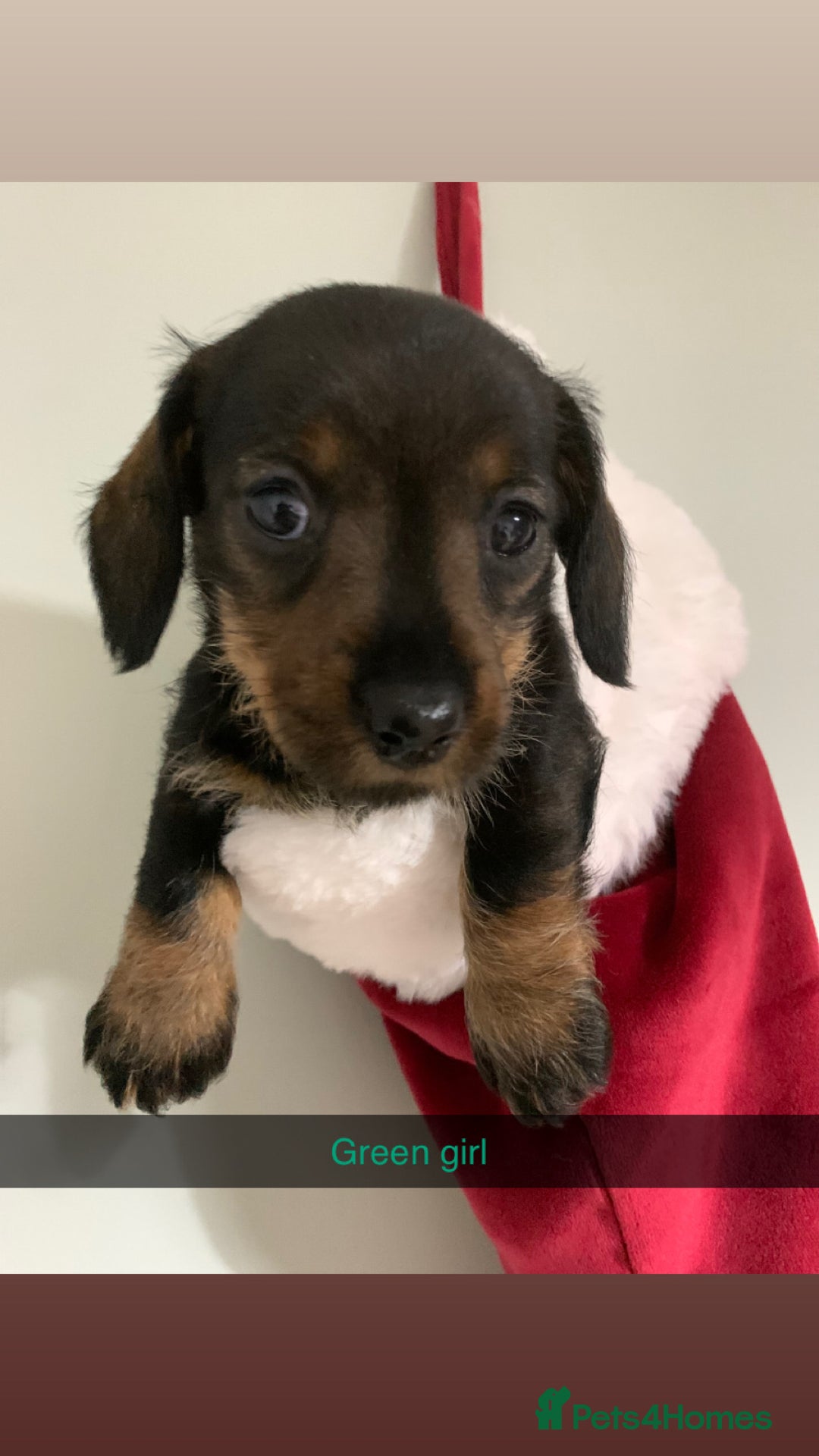 Miniature Dachshund dogs for sale: Miniature wirehaired daschunds - Advert 3