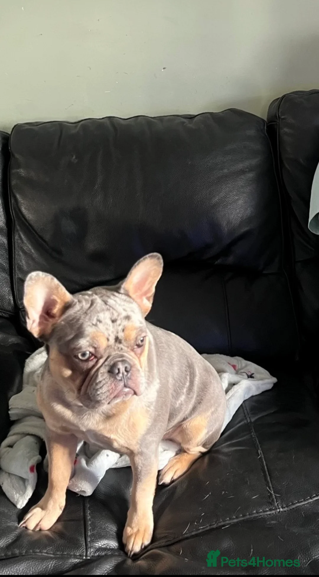 French Bulldog dogs for sale: French Bulldog Female Blue Merle Rare, Green Eyes  - Advert 7