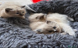 Ragdoll cats for sale: Pedigree Mink Ragdoll kittens  - Image 1