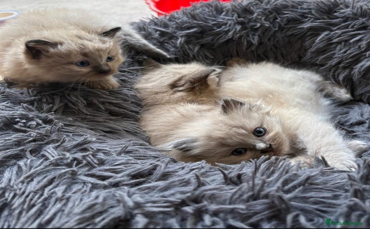 Ragdoll cats - Advert 7