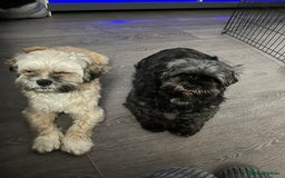 Lhasa Apso dogs for sale: Dogs  - Image 4