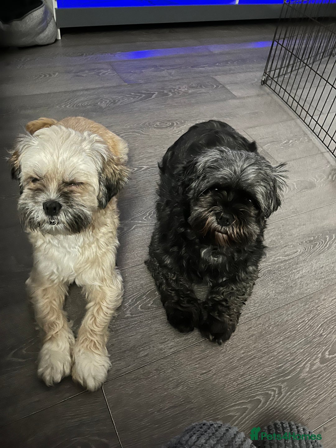 Lhasa Apso dogs for sale: Dogs  - Image 4