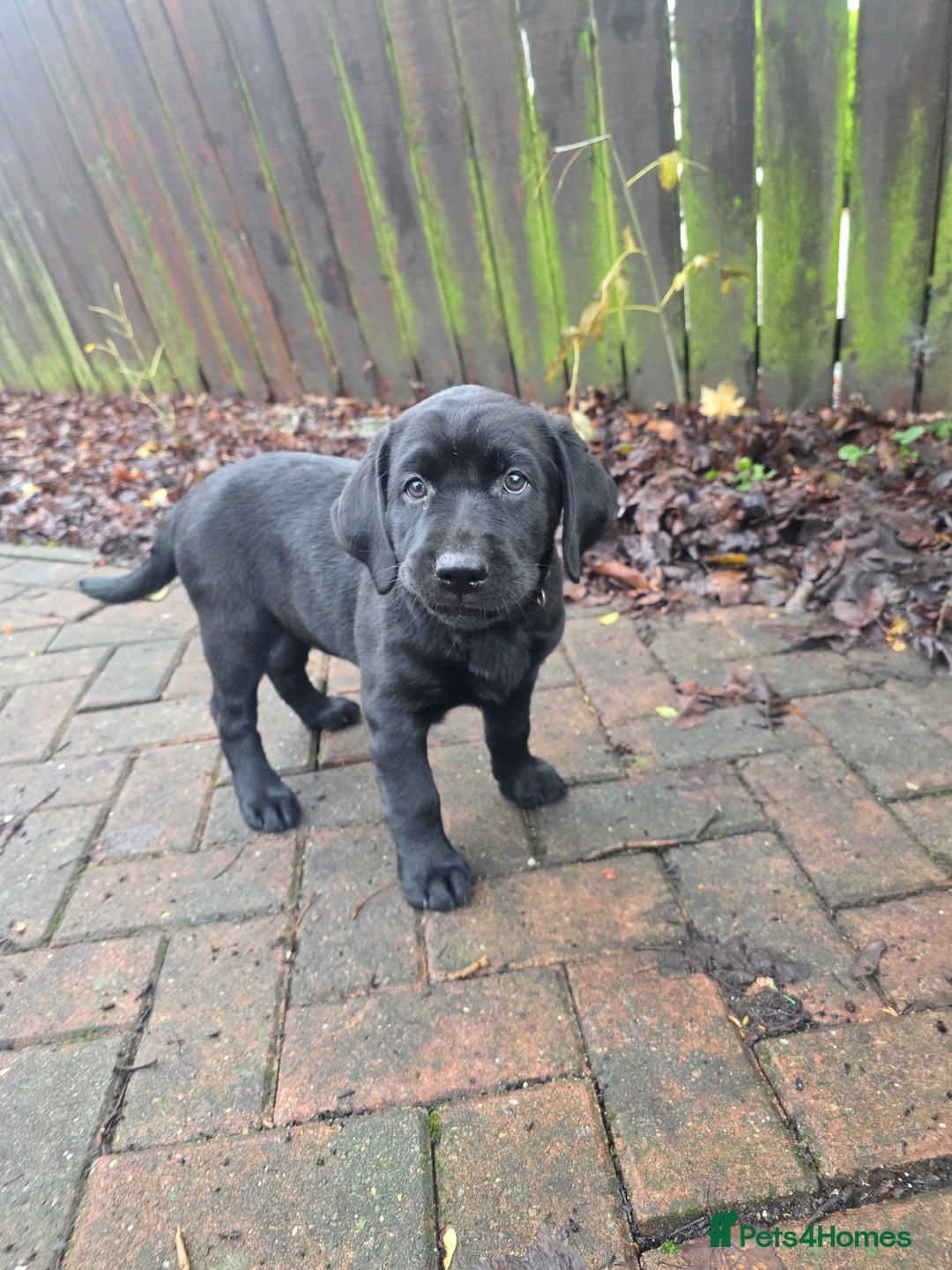 Labrador Retriever dogs for sale: Ready for home 🥰left last boy! - Advert 13