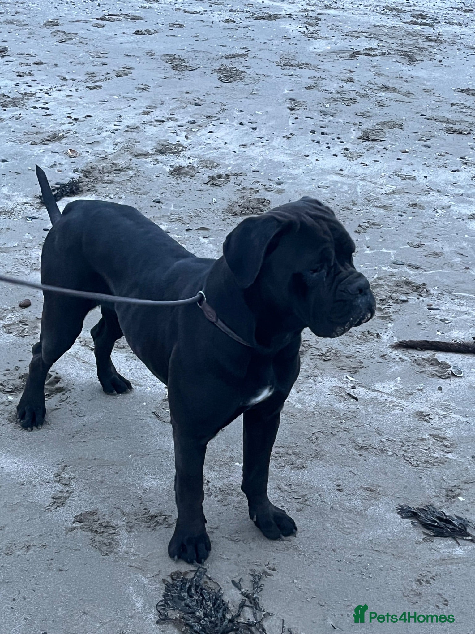 Cane Corso dogs Cane corso litter  - Advert 2