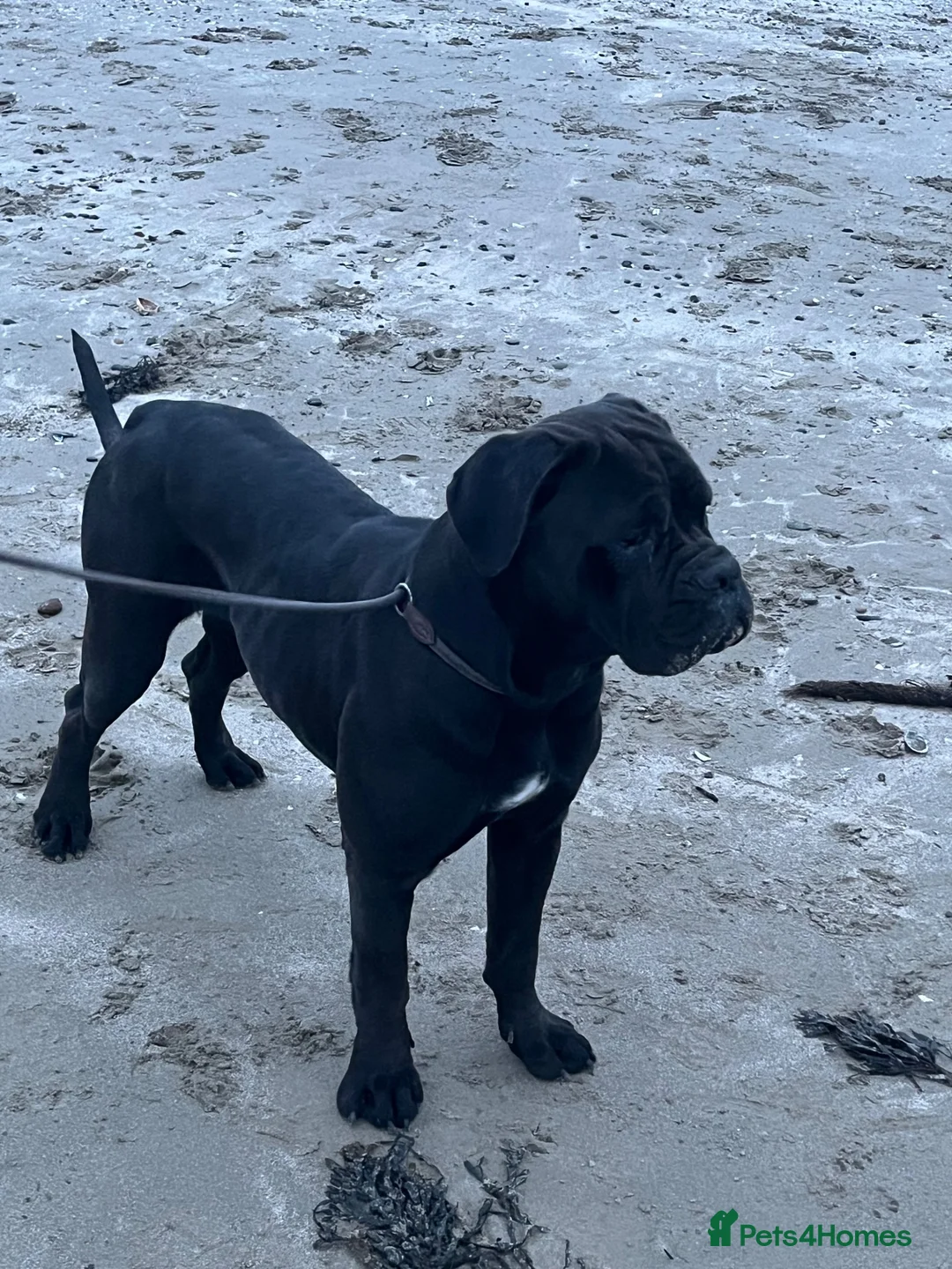 Cane Corso dogs for sale: Cane corso litter  - Advert 1