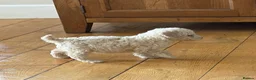 Cockapoo dogs for sale: Beautiful litter of F2 Cockapoo puppies  - Advert 12