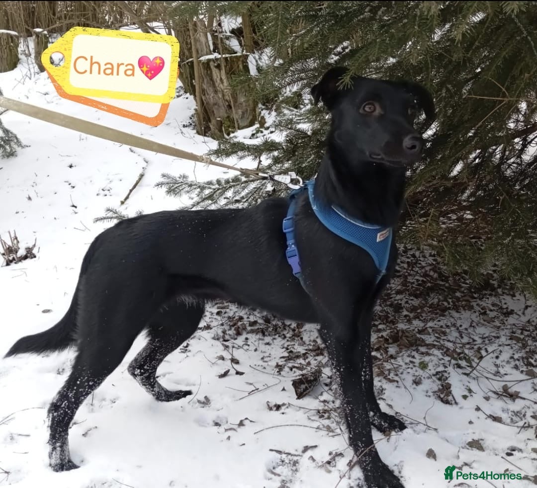 Mixed Breed dogs ❤️🐶Chara & Ada - Advert 1