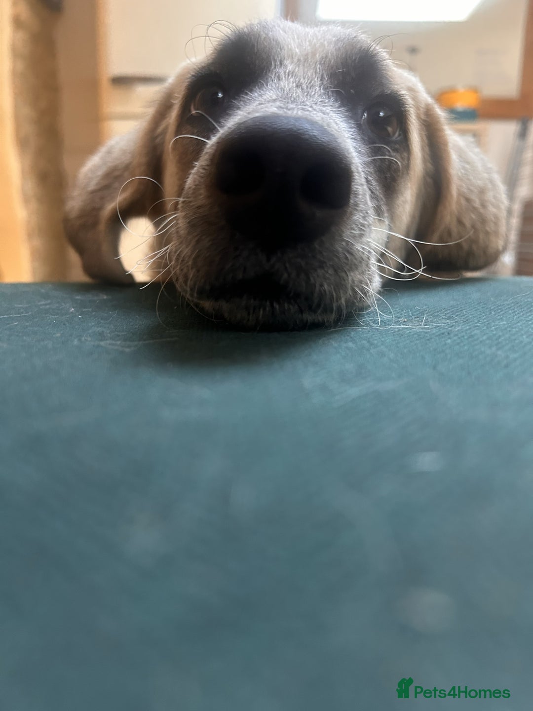 Mixed Breed dogs for adoption: Amara: Beautiful Soul Seeking a Family to Love - Advert 17