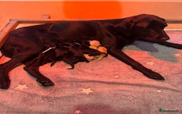 Labrador Retriever dogs for sale: KC Reg Health Tested Working Labradors - Image 13