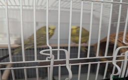 Budgerigars birds for sale: Male and female budgies  - Image 1