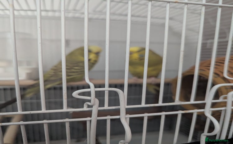 Budgerigars birds - Advert 4
