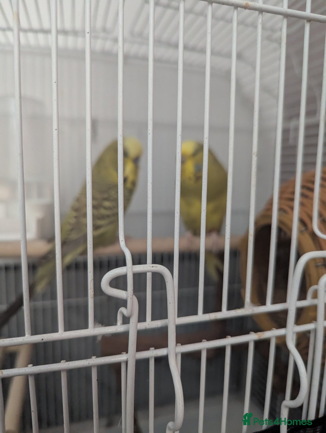 Budgerigars birds for sale: Male and female budgies  - Image 1