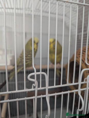 Budgerigars birds - Advert 4
