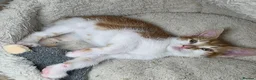 Mixed Breed cats for sale: Mixed breed kittens.  in Haddington - Advert 7