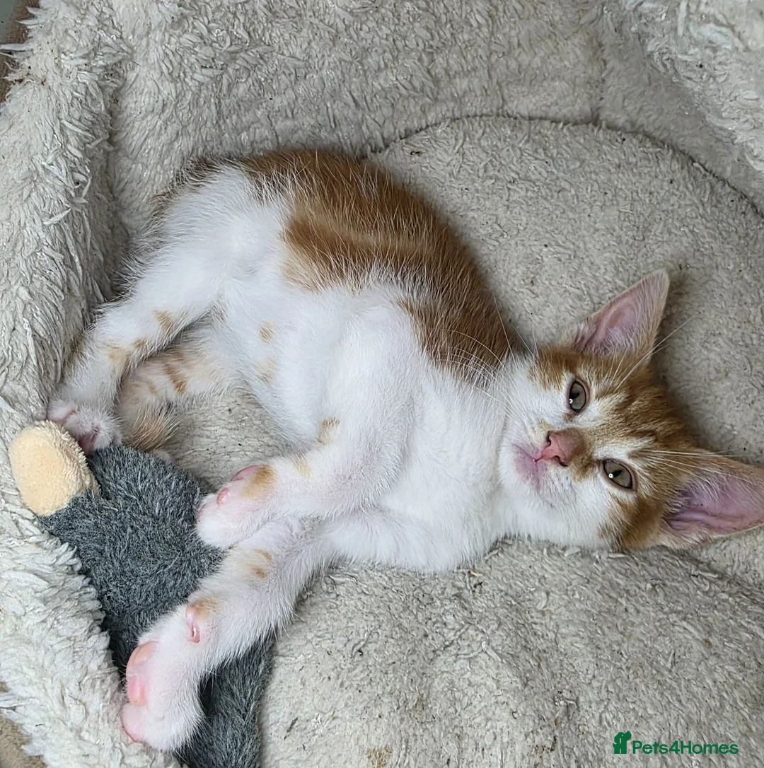 Mixed Breed cats for sale: Mixed breed kittens.  in Haddington - Advert 7