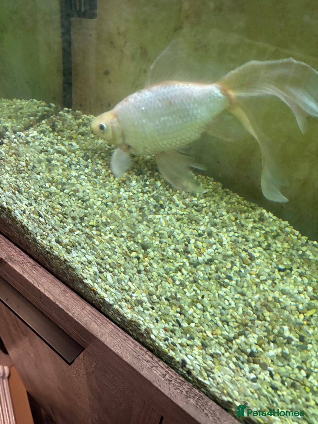 Goldfish fish for sale: Goldfish - Advert 3