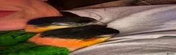 Parrots birds for sale: Caique parrots  - Advert 2
