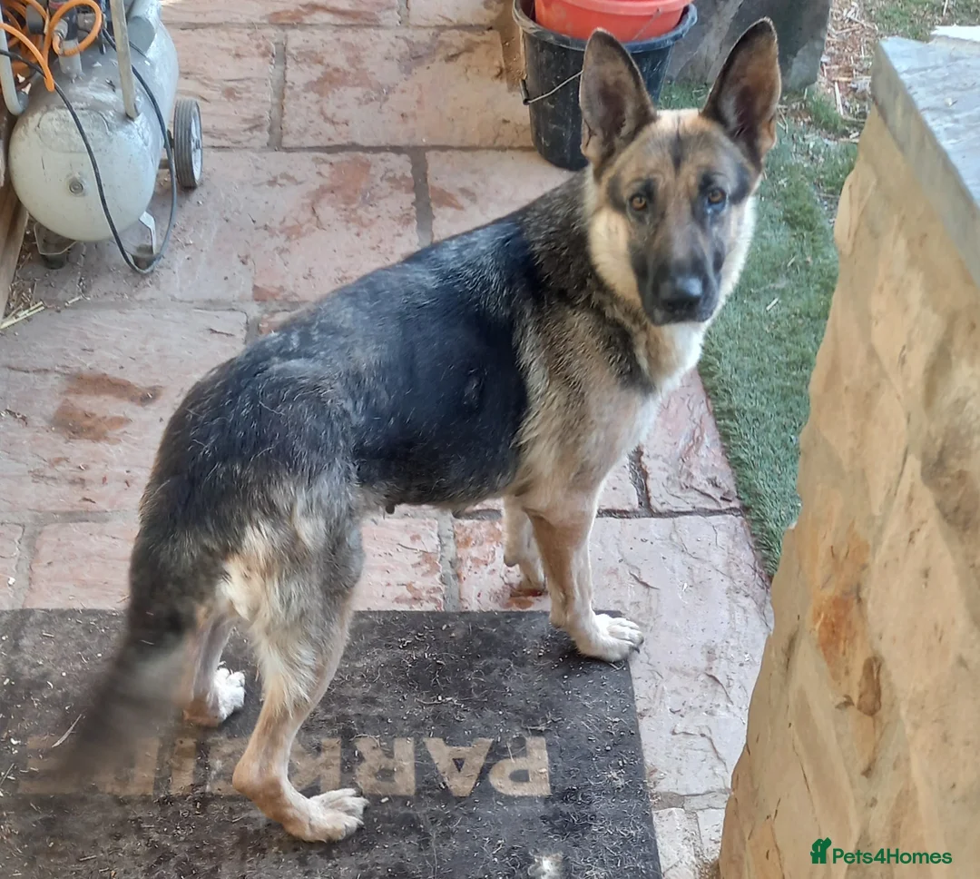 German Shepherd dogs for sale: Stunning German Shepherd Puppies - Advert 5