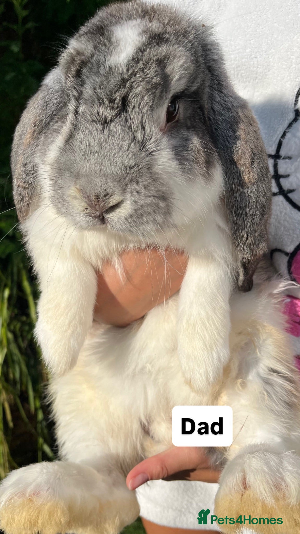 French Lop rabbits Full French lops looking for their forever home 🏡 - Advert 2