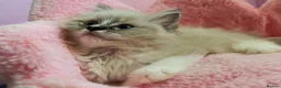 Ragdoll cats for sale: TICA Active Registered Ragdoll Kittens - Advert 2