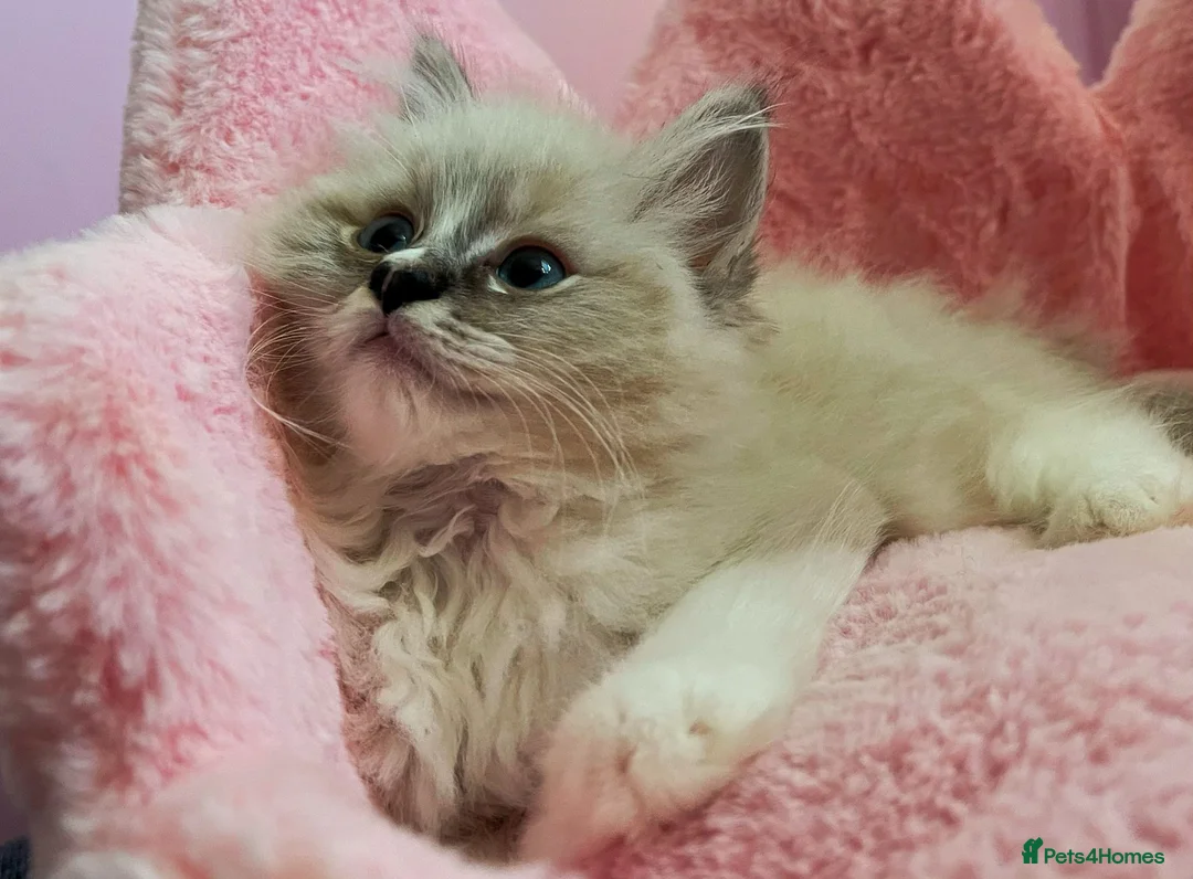 Ragdoll cats for sale: TICA Active Registered Ragdoll Kittens - Advert 2