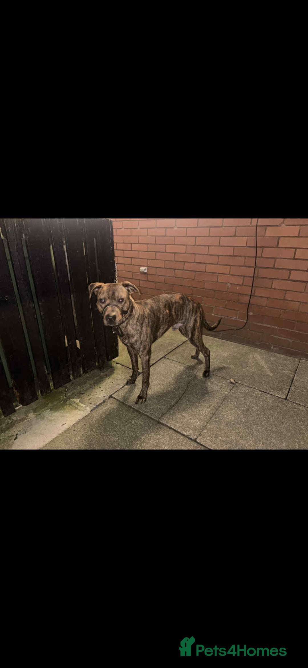 Mixed Breed dogs for sale: Looking for a loving home  - Advert 6