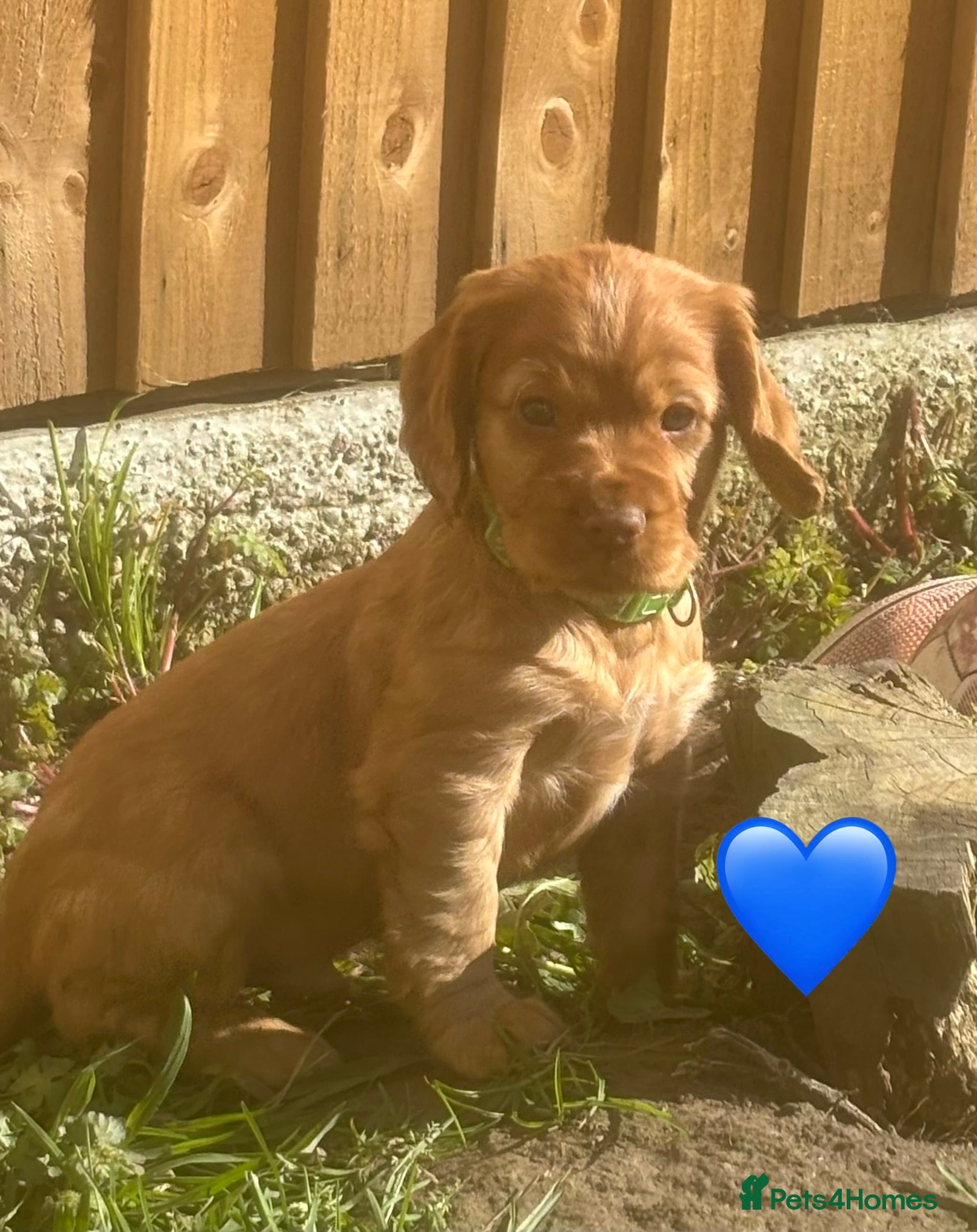 Cocker Spaniel dogs Beautiful KC Reg. Working Cocker Spaniels  - Advert 17