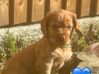 Cocker Spaniel dogs Beautiful KC Reg. Working Cocker Spaniels - Advert 17
