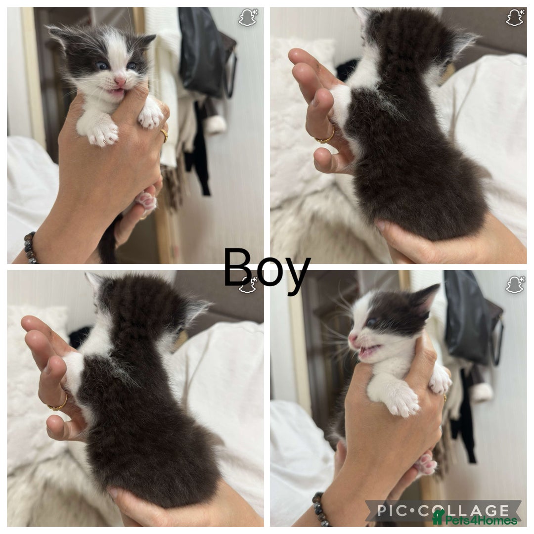 Domestic Shorthair cats for sale: Beautiful domestic kittens 2 boys 2 girls  - Image 4