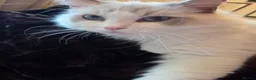 Ragdoll cats for sale: EXTENSIVELY HEALTH TESTED GCCF RAGDOLL KITTENS - Advert 15