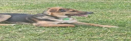 Mixed Breed dogs for adoption: Amazing Millie for adoption  - Advert 6