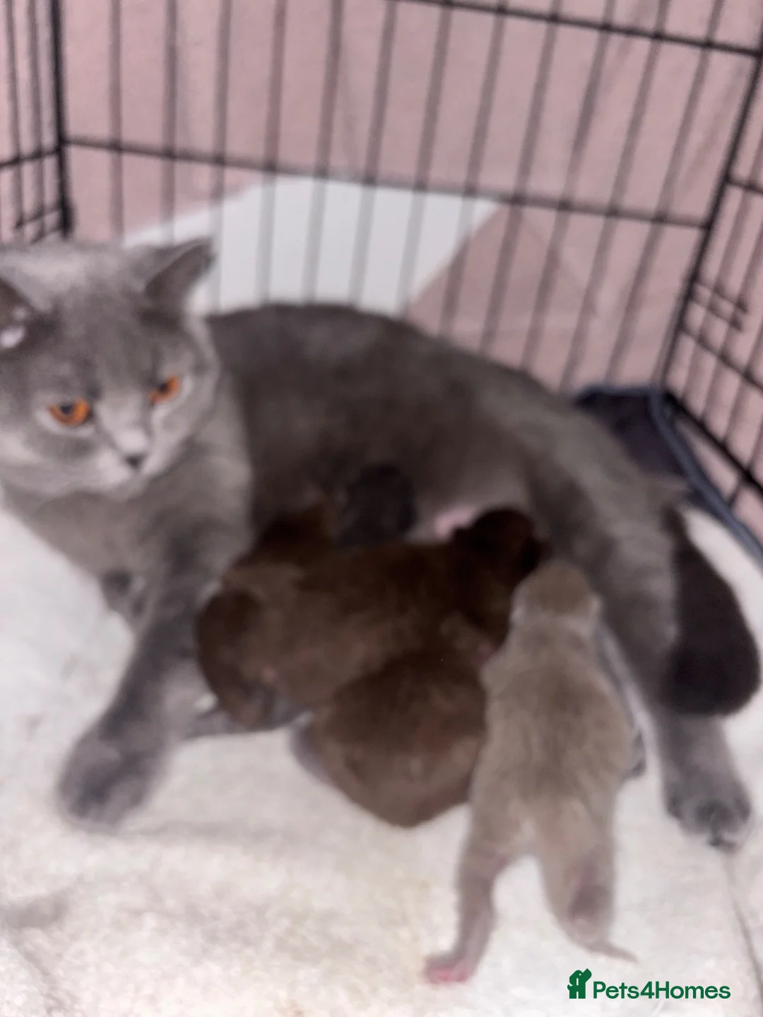 British Shorthair cats for sale: 🏆pure BSH Kittens with rare bloodline🏆 - Advert 11