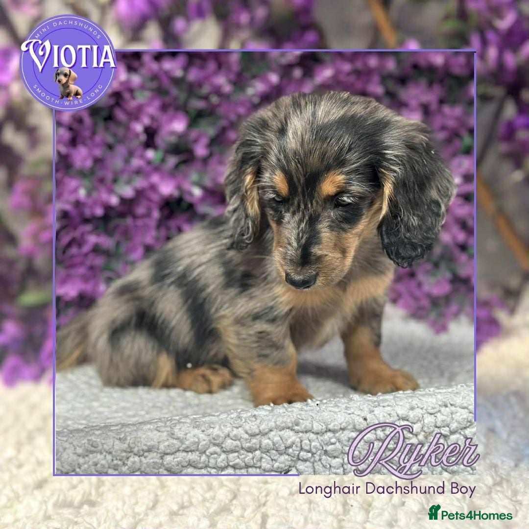 Miniature Dachshund dogs for sale: Gorgeous miniature dachshund babies long coats  - Image 8