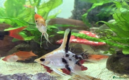 Angelfish fish for sale: Angelfish for Sale in Dagenham - Image 3