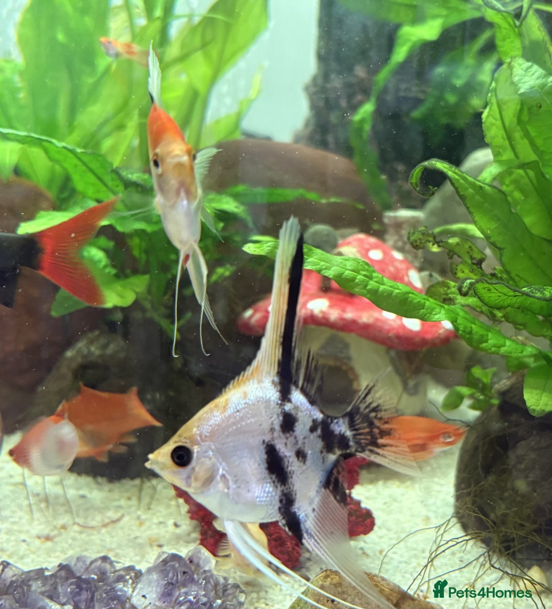Angelfish fish for sale: Angelfish for Sale in Dagenham - Image 3