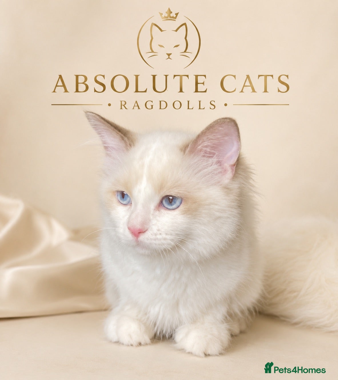 Ragdoll cats 3 Boys Left! TICA REGISTERED RAGDOLL CATS  - Advert 8