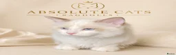 Ragdoll cats for sale: 2 Extra Chunky Boys Left! TICA REGISTERED RAGDOLLS - Advert 5